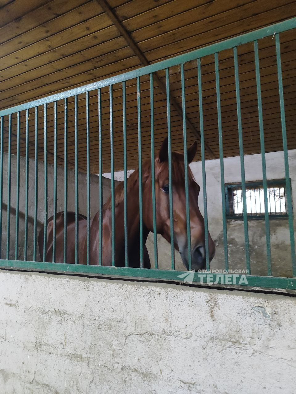 5404 лошадей содержатся на Ставрополье, из них чуть больше половины - в сельхозорганизациях и КФХ 5404 лошадей содержатся на Ставрополье, из них чуть больше половины - в сельхозорганизациях и КФХ