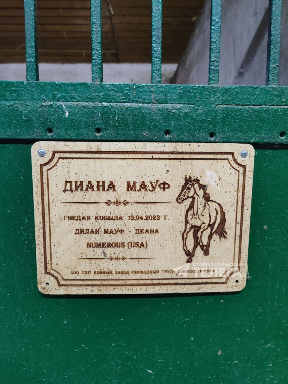 5404 лошадей содержатся на Ставрополье, из них чуть больше половины - в сельхозорганизациях и КФХ 5404 лошадей содержатся на Ставрополье, из них чуть больше половины - в сельхозорганизациях и КФХ