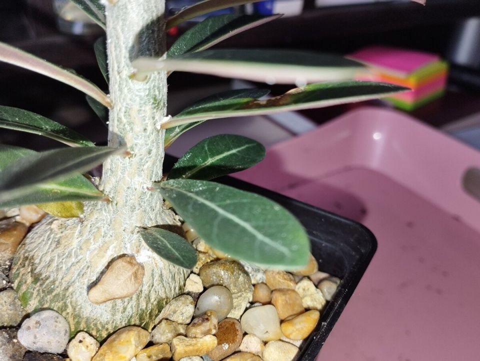 Как правильно бороться с паутинным клещом и заботиться об адениумах