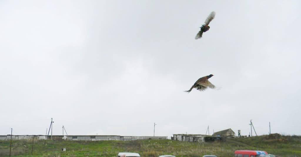 200 северокавказских фазанов выпустили на волю в степях Ставрополья 200 северокавказских фазанов выпустили на волю в степях Ставрополья