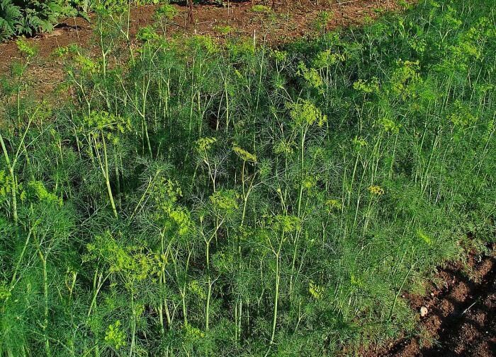 Укроп: секреты удачной посадки в июле