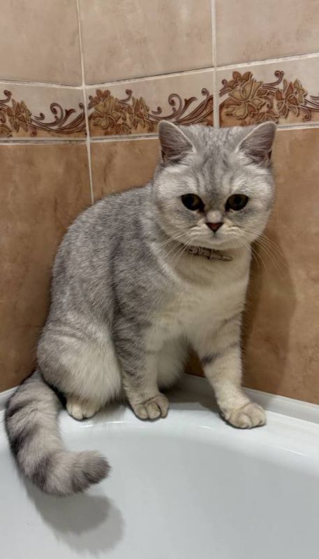 В Ставрополе хозяева ищут потеряшку по кличке Моня