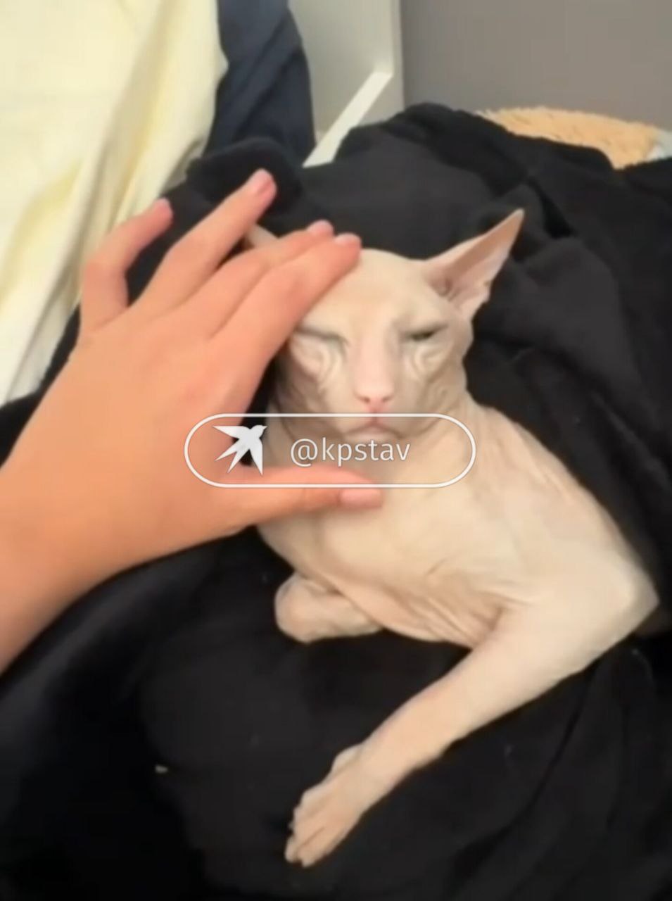 Хозяева питомцев, погибших после лечения в ставропольской ветклинике, нашли более 50 таких же пострадавших Хозяева питомцев, погибших после лечения в ставропольской ветклинике, нашли более 50 таких же пострадавших