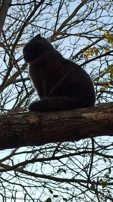 Кошечка Маруся высоко сидит, далеко глядит, доброго утра желает всем ставропольцам!