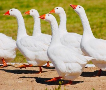 Гуси на даче: как приручить этих неприхотливых стражей и наслаждаться их обществом