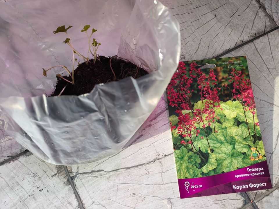 Как сохранить проросшие растения до высадки в сад