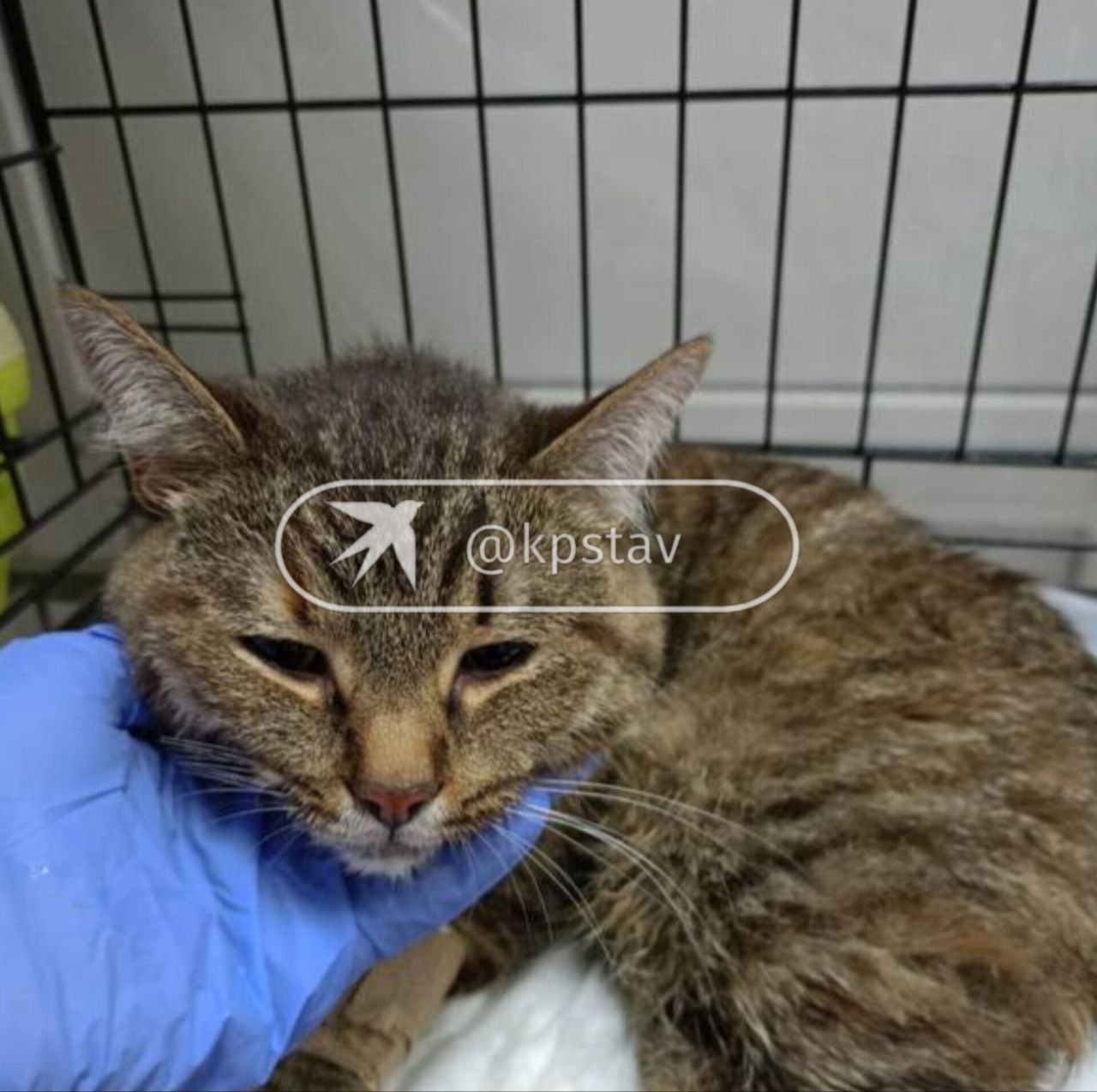 Хозяева питомцев, погибших после лечения в ставропольской ветклинике, нашли более 50 таких же пострадавших Хозяева питомцев, погибших после лечения в ставропольской ветклинике, нашли более 50 таких же пострадавших