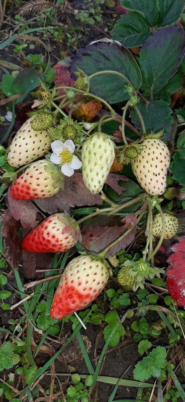 Ноябрь в Ставрополе немного забыл, что он – осень