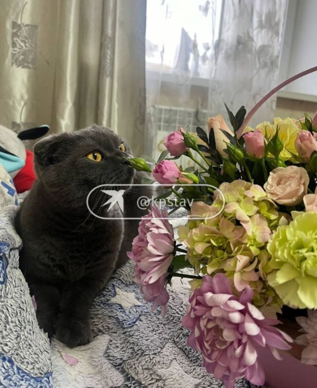 Хозяева питомцев, погибших после лечения в ставропольской ветклинике, нашли более 50 таких же пострадавших