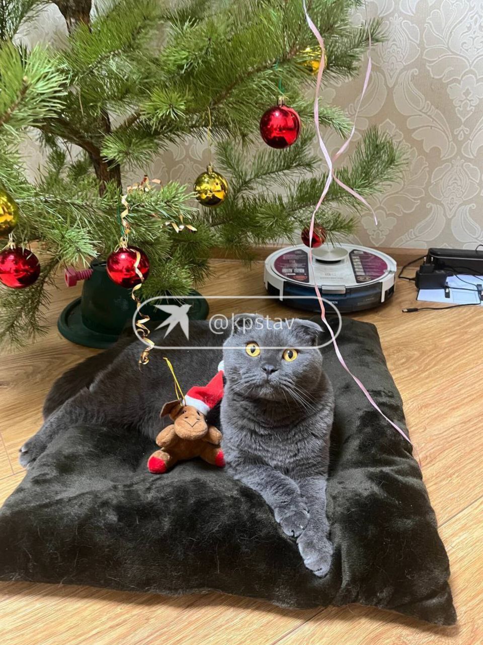 Хозяева питомцев, погибших после лечения в ставропольской ветклинике, нашли более 50 таких же пострадавших Хозяева питомцев, погибших после лечения в ставропольской ветклинике, нашли более 50 таких же пострадавших