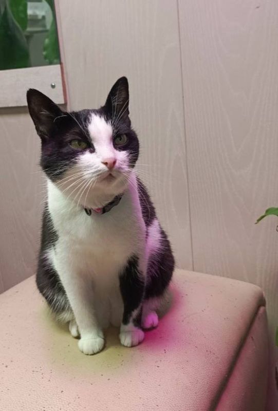 Кошечка Боня выглядит недовольной ранним пробуждением