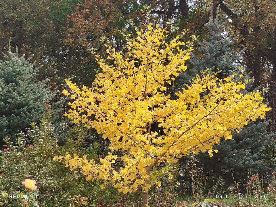 Ноябрь продолжает радовать теплом ставропольцев