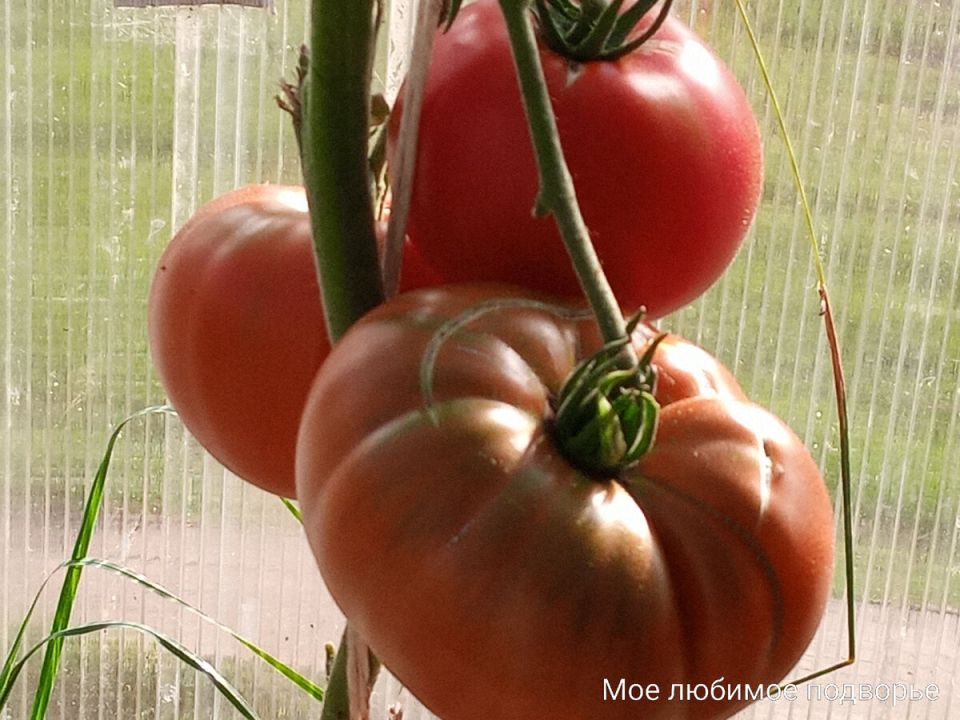 Крупноплодные томаты: три сорта, которые покорят сердца садоводов в 2025 году