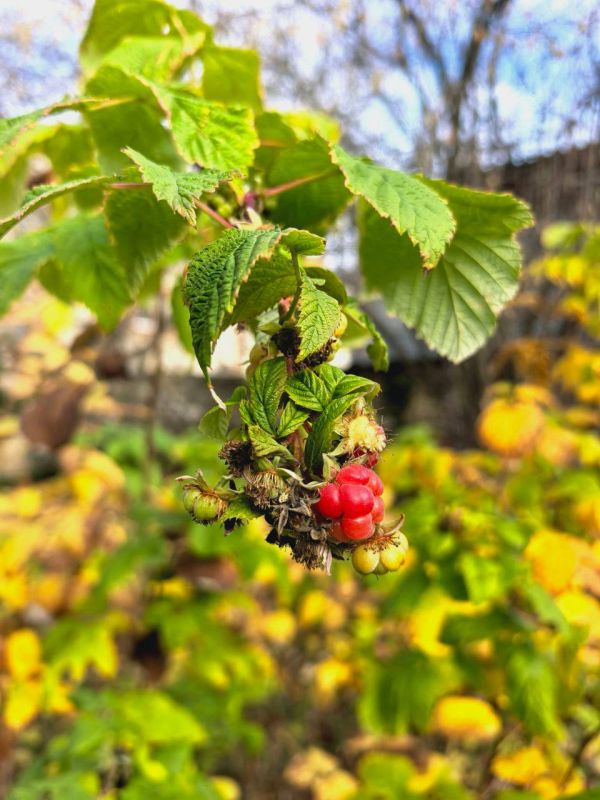 Осень на территории музея-усадьбы художника В. И. Смирнова в Ставрополе