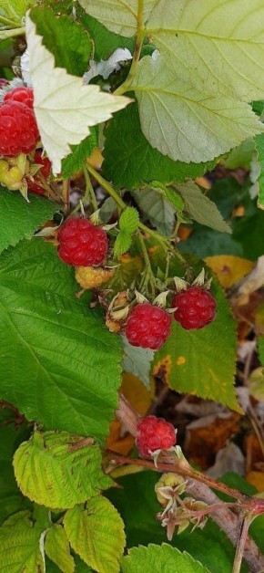 Зима на пороге, а в Ставрополе следом за клубникой созрела малина