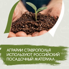 Рост урожайности картофеля в этом году на Ставрополье — 2,3 центнера с гектара