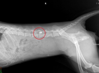 На Ставрополье мужчина, выстреливший в собаку на глазах у детей, предстанет перед судом