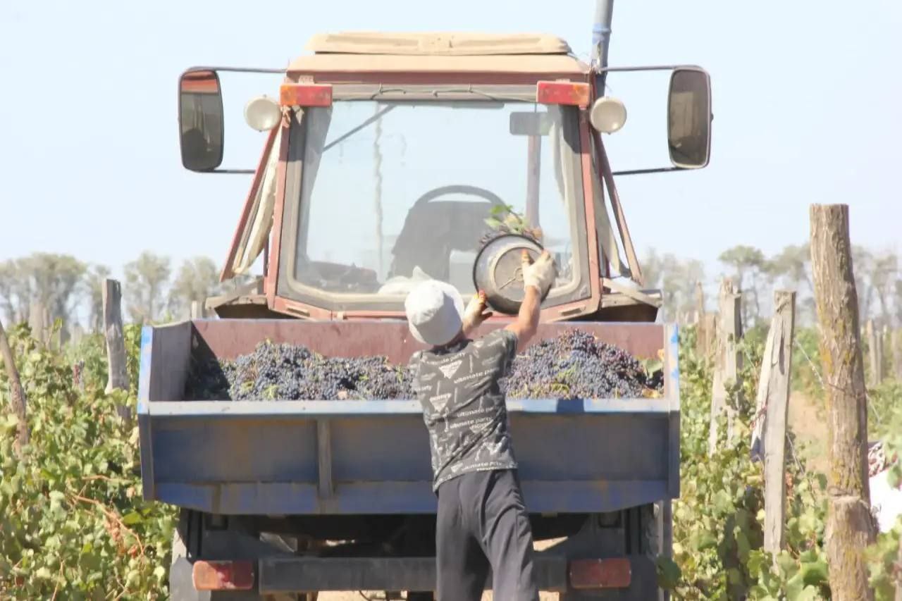 На Ставрополье собрали более 38 тысяч тонн винограда На Ставрополье собрали более 38 тысяч тонн винограда