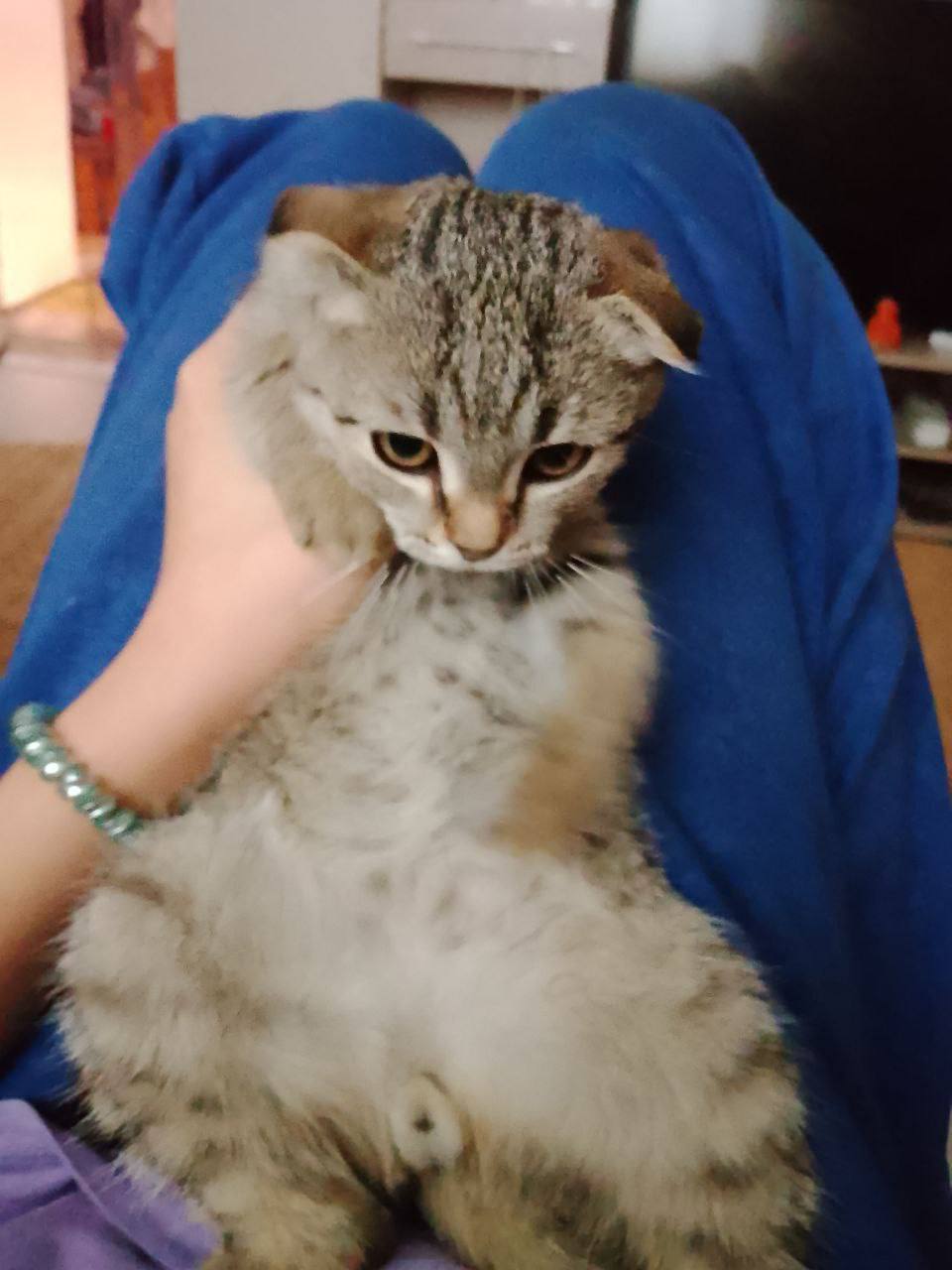 Котик Леня желает всем отличного настроения сегодня!