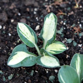 Очарование хосты 'Snow Mouse': неповторимые особенности пестролистного сорта