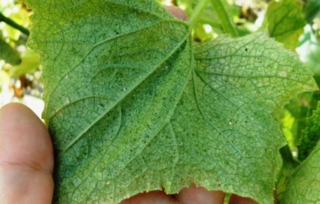 Как защитить огурцы от паутинного клеща: эффективные методы борьбы