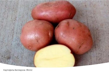 Почему картофель Беллароза – идеальный выбор для вашего огорода в 2025 году?