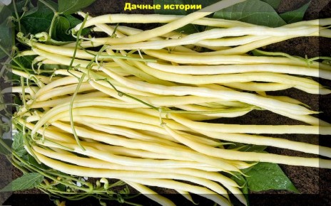 Советы по посадке и уходу за спаржевой фасолью в июне