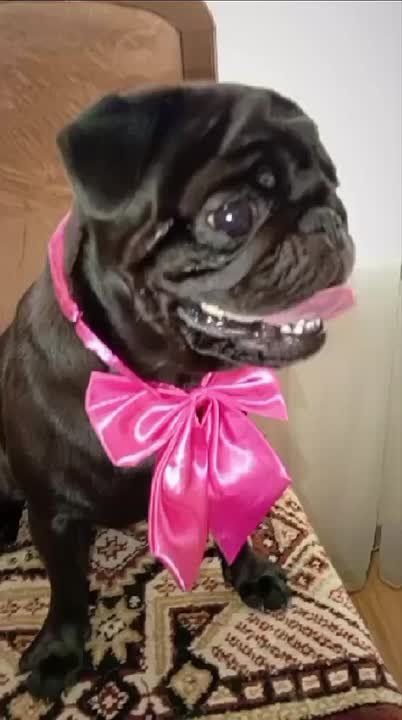 Мопс Миша приоделся в праздничный день и пришел пожелать всем мамам самого замечательного доброго настроения!