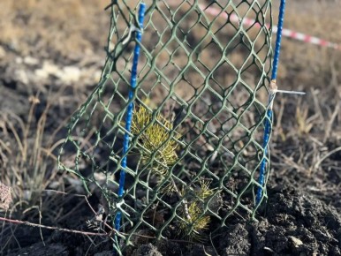 Более 4 тысяч деревьев высадили вблизи Кисловодского национального парка