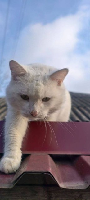 Котик с утра понедельника весь в делах: надо помогать своим кожаным собрать виноград — сами не справятся!