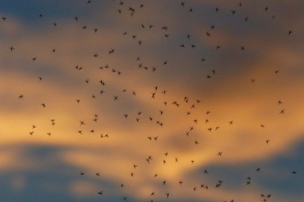 Как защитить комнатные растения от мошек: поможет одна хитрая ловушка