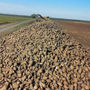 Производство сахарной свеклы в Ставропольском крае в 2025 году выросло на 13% по сравнению с прошлым годом, сообщили в пресс-службе минсельхоза региона
