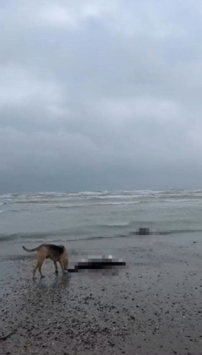 На берегу Каспийского моря снова находят мертвых краснокнижных тюленей