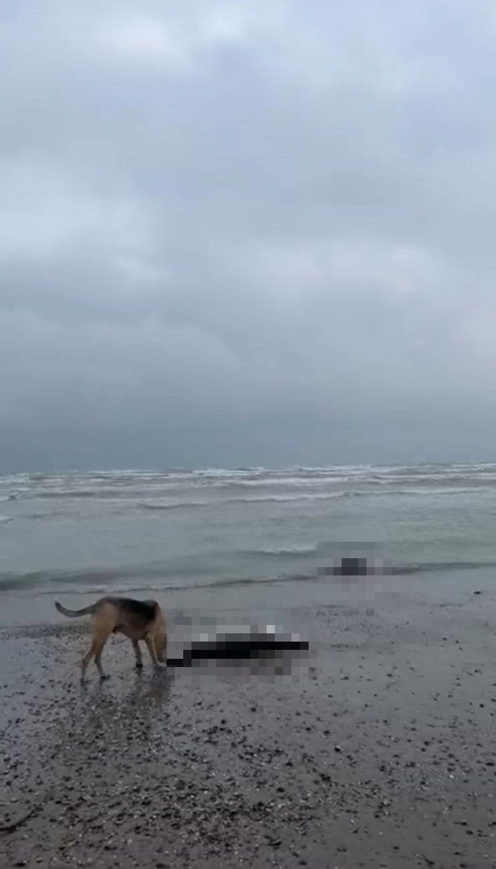 На берегу Каспийского моря снова находят мертвых краснокнижных тюленей