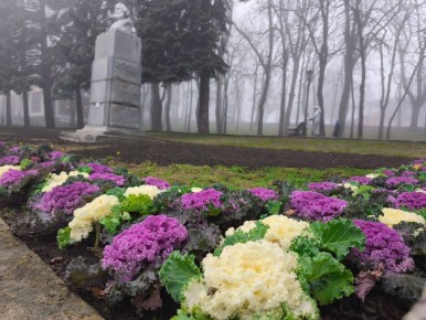 К зиме готовится вся природа — и клумбы Ставрополя тоже