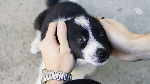 Охотиться на дичь без четвероногих друзей запретили на Ставрополье