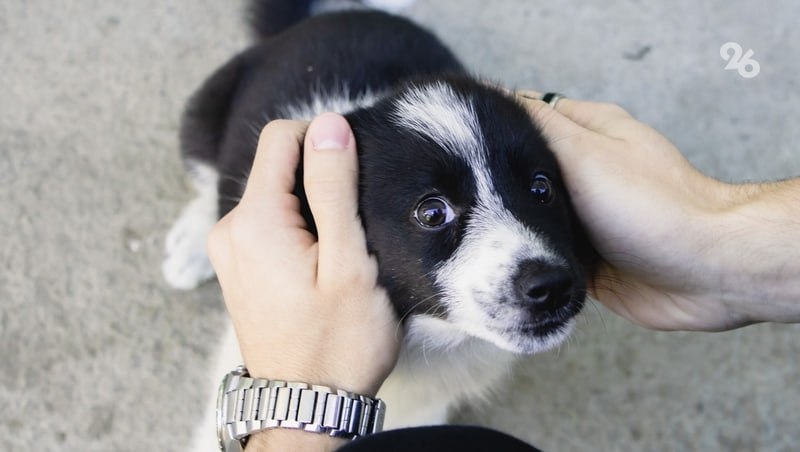 Охотиться на дичь без четвероногих друзей запретили на Ставрополье