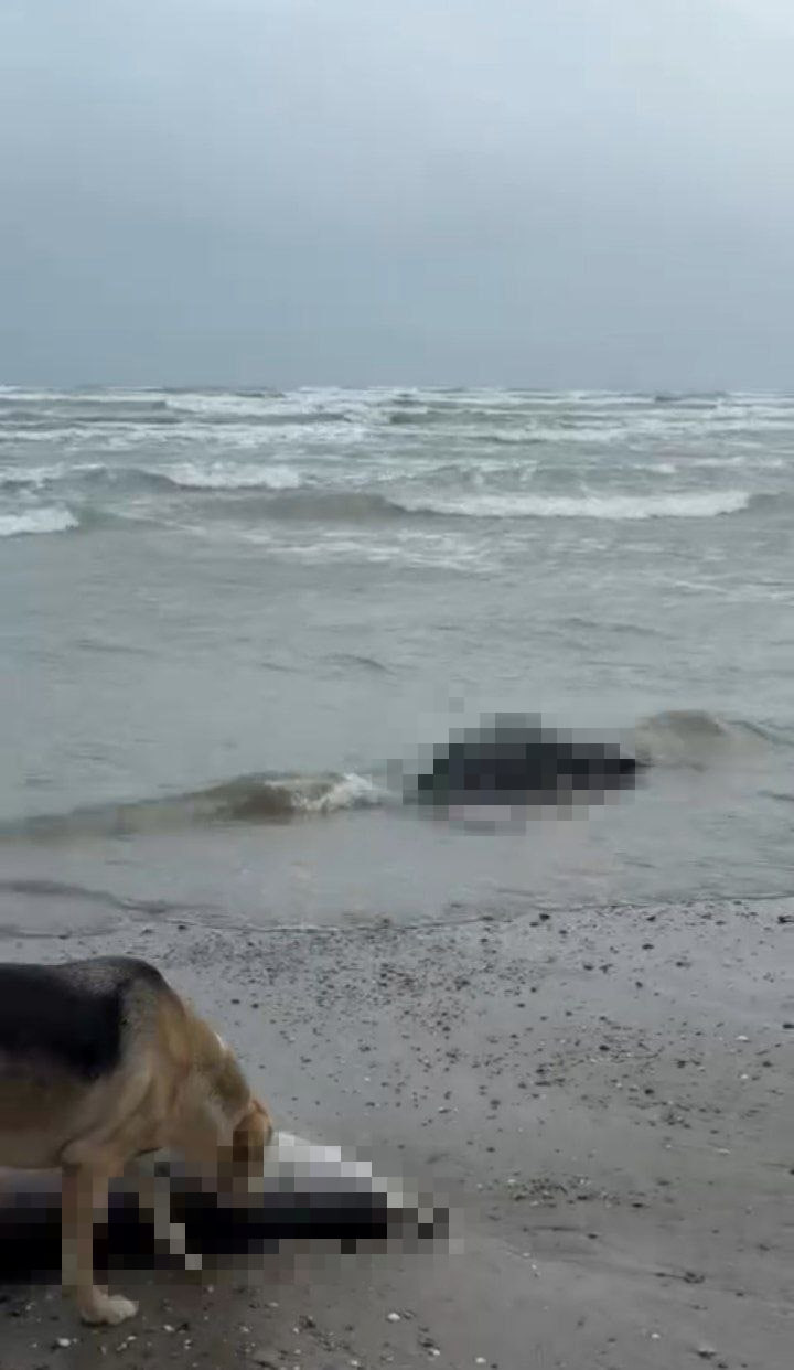 На берегу Каспийского моря снова находят мертвых краснокнижных тюленей На берегу Каспийского моря снова находят мертвых краснокнижных тюленей