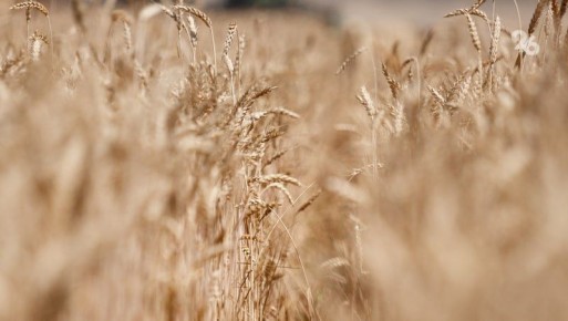 Около 3 тыс. тонн семян произвели на Ставрополье в 2025 году