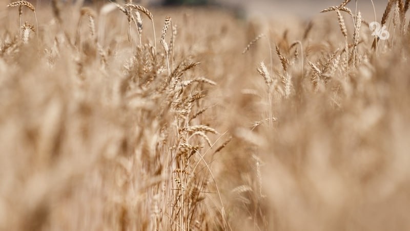 Около 3 тыс. тонн семян произвели на Ставрополье в 2025 году