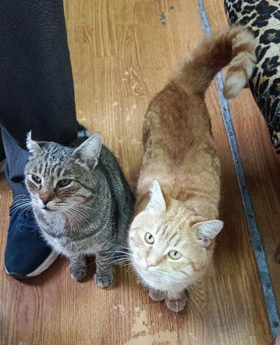 Котики Вайфай и Вася требуют завтрак и срочно — целую ночь никто не кормил, чуть не исхудали