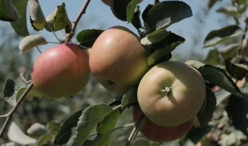 Губернатор Владимиров: Цель в АПК — переработка всей садоводческой продукции Ставрополья на месте