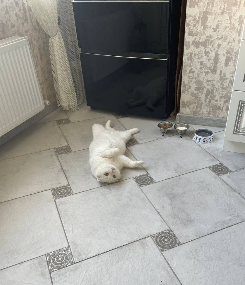 Утренний котик наелся и лежит