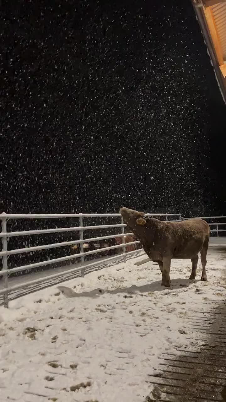 Первый снегодождь обещают в Ставрополе утром 8 декабря