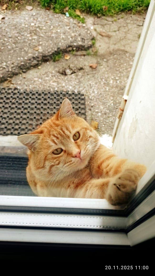 Тук-тук! К вам постучались выходные и котик Вайфай!