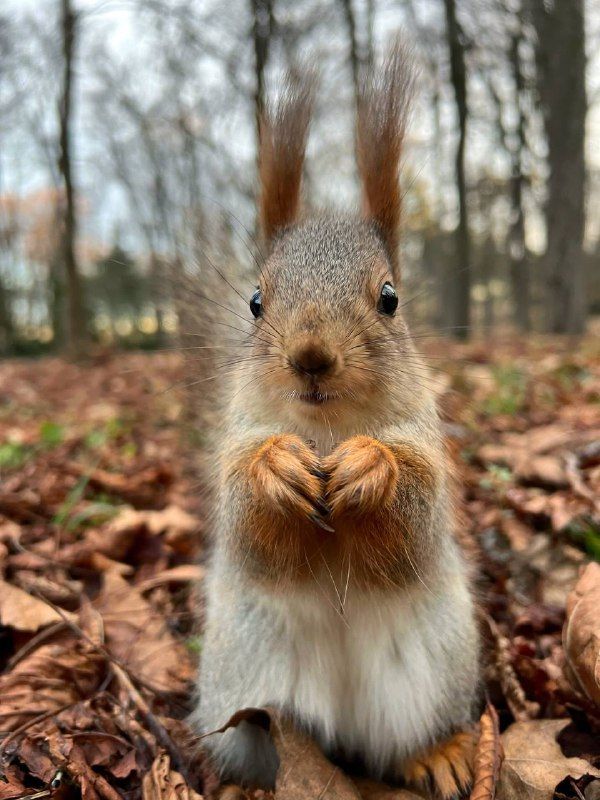 ������� �����. �������� ���� ������� ��������� �� ��� � MAX