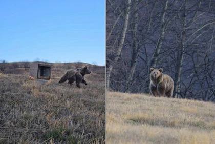 В горах Северной Осетии выпустили на волю медвежонка, спасенного после ДТП