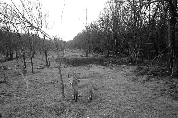 ��� ����� ������ ������ � �������� ����������� �� �����������