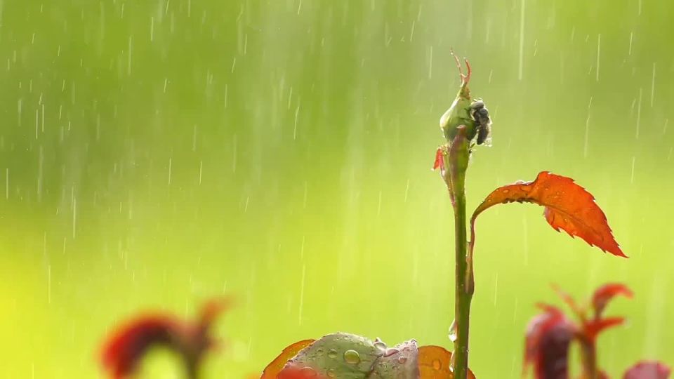 По данным синоптиков, завтра на Ставрополье утром местами небольшой дождь, туман, днем преимущественно без осадков