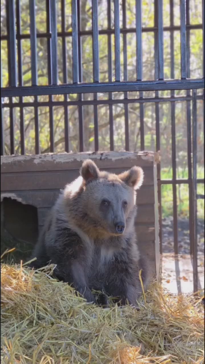 Медвежонку, сбитому в горах Северной Осетии, помогли ставропольские волонтеры